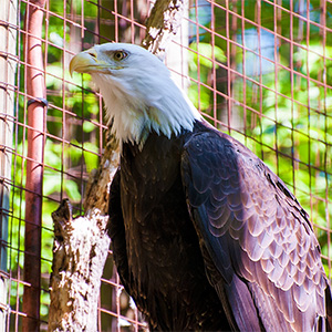 American Bald Eagle