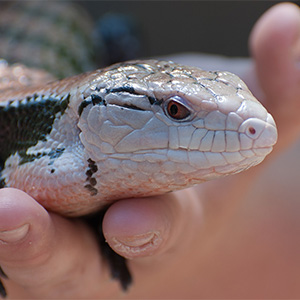 Blue Tongued Skink