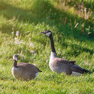 Canada Geese