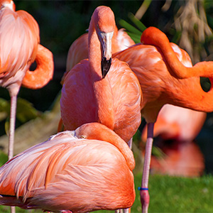 Flamingos