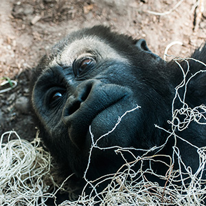 Gorilla Cub