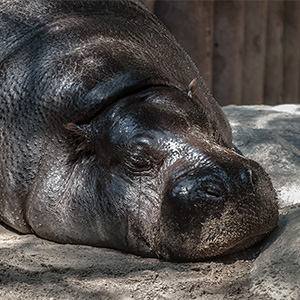 Sleeping Baby Hippo