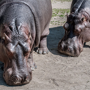 Hippos