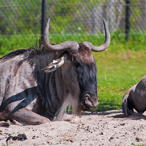 Wildebeest