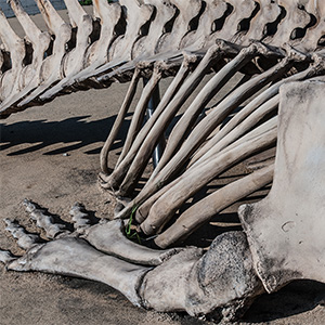 Whale Bones