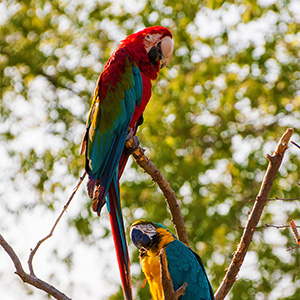 Parrots