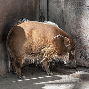 Sad Warthog