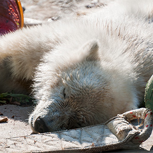 Polar Bear Cub