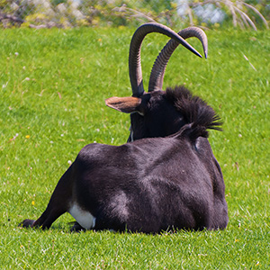 Gazelle Resting