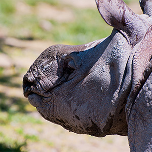 Baby Rhino