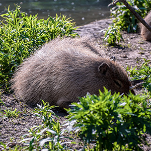 Sleeping Capybara