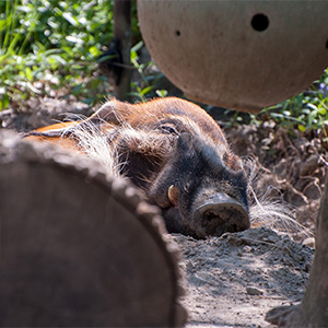 Sleeping Warthog