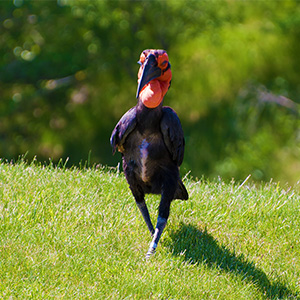 Southern Ground Hornbill